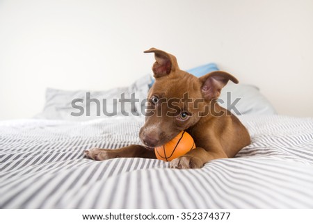Adorable Terrier Mix Puppy Playing with Orange Basketball Toy