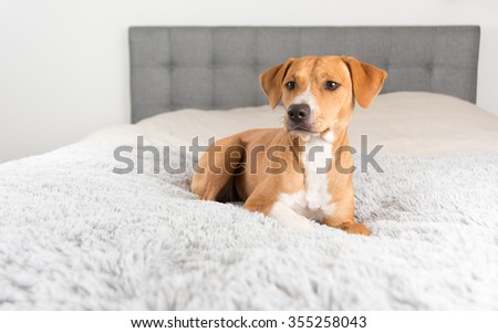 Cute Fawn Terrier Mix Dog Playing on Human Bed