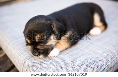 Adorable Black and Brown Puppy Sleeping Outside on Summer Day