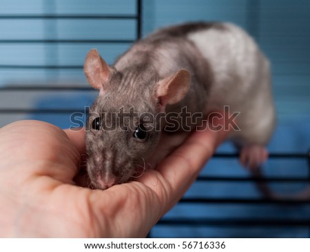 Friendly Pet Rat Crawling onto Human Hand