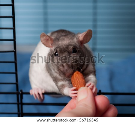 Cute Pet Rat Taking Almond From Human