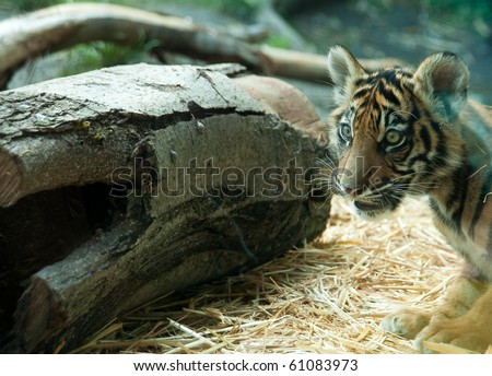 Cute Tiger Cub at the Zoo