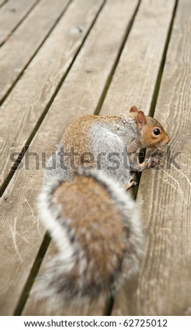 Furry Cute Squirrel Eating Nut on Deck