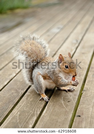 Squirrel Eat