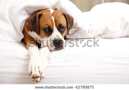 Boxer Dog Sleeping Between Sheets on Owner\'s Bed