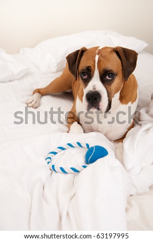 Very Cute Boxer Mix Dog Sleeping in Owners Bed with Blue Rope Toy
