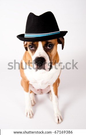 Dog Fedora