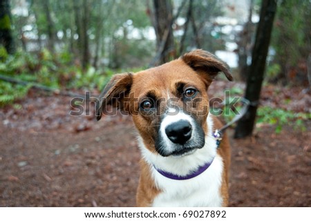 Close Up of Cute Mix Breed Dog Enjoying Walk in Park