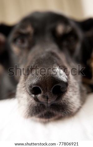 Nose of Cute Shepherd Mix  Dog Laying in Bed