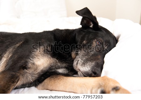 Old Black Dog Sleeping in Owner\'s Bed