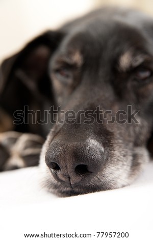 Closeup of Old Black Dog's Nose