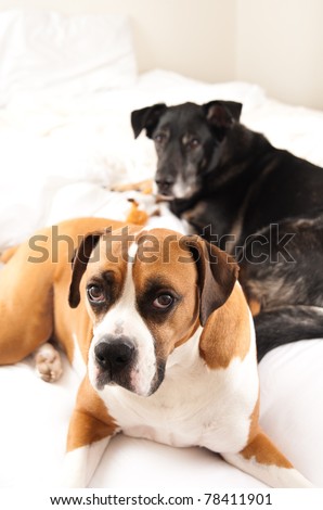 Boxer Mix and Black Dog in Owner\'s Bed