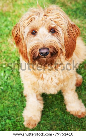 Cute Labradoodle Dog Sitting on Green Grass