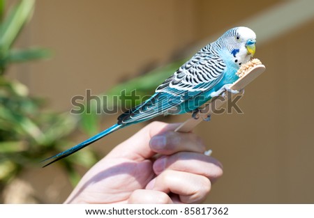 cutest budgie ever