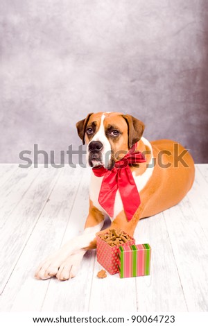 Beautiful Dark Fawn Boxer Dog on Vintage Wooden Floor with Chalkboard Background