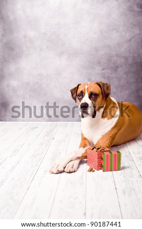 Beautiful Dark Fawn Boxer Dog on Vintage Wooden Floor with Chalkboard Background