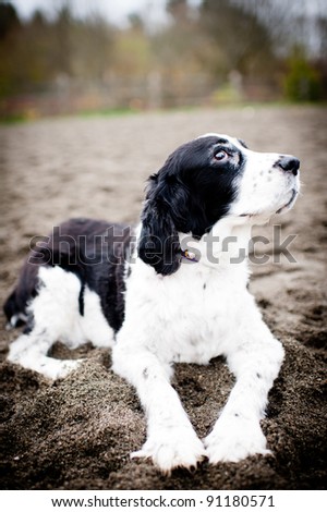 Black and White Old Spaniel Looking at Birds in Sky