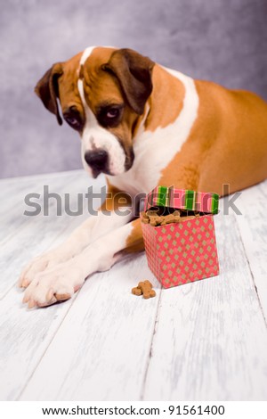 Beautiful Dark Fawn Boxer Dog with Christmas Box of Cookies