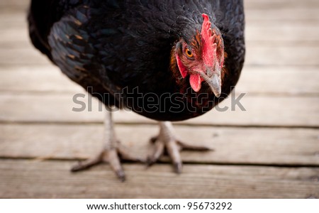 Closeup of Black Chicken of Jersey Giant Breed