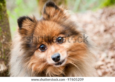 Cute and Fluffy Pomeranian Dog Enjoying Walk in Park