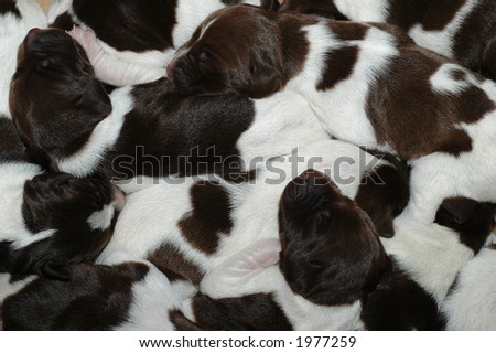 Cute Pointer Puppies