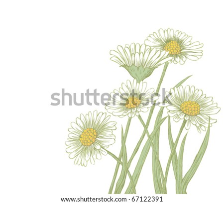 Drawn Daisies