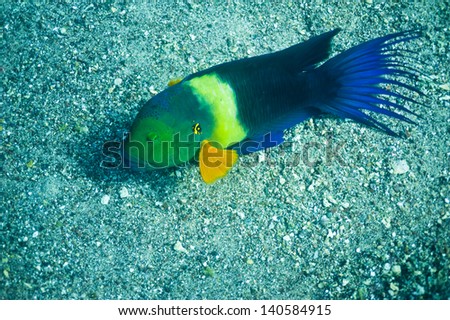 Wild Parrot Fish at the sea bottom