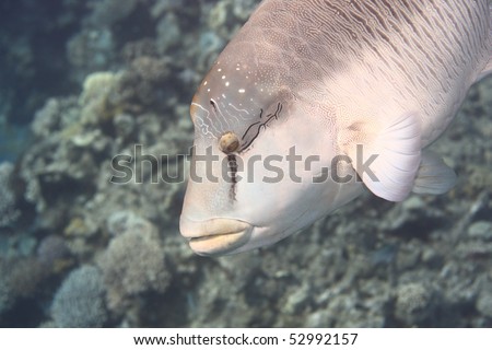 Napoleon Fish (Humphead wrasse, Cheilinus undulatus)
