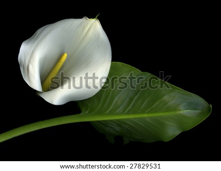 Calla Lily Leaf