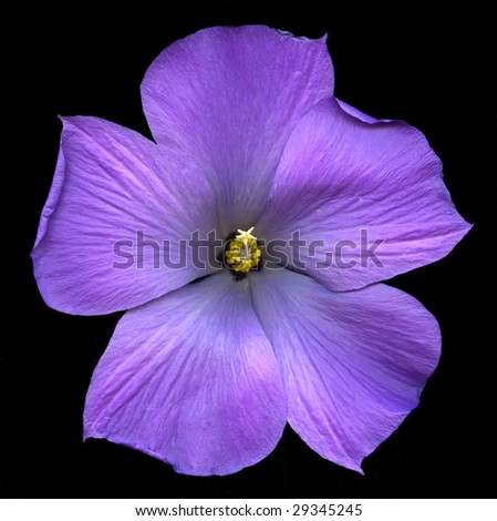 stock photo Exotic hibiscus flower isolated on black background