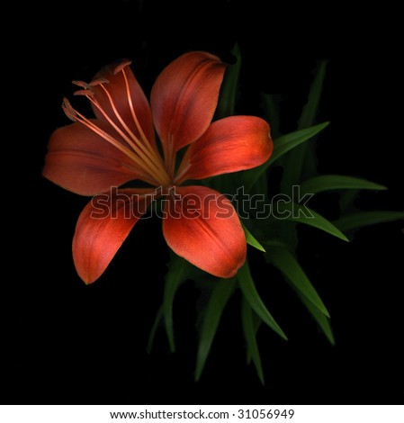 Single red day lily isolated on black background