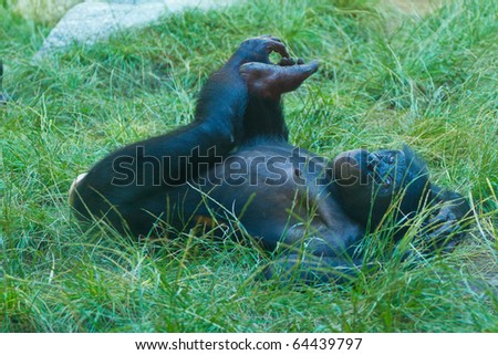 Chimpanzee relaxing and having a nap