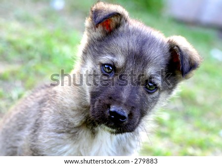 Little gray puppy face
