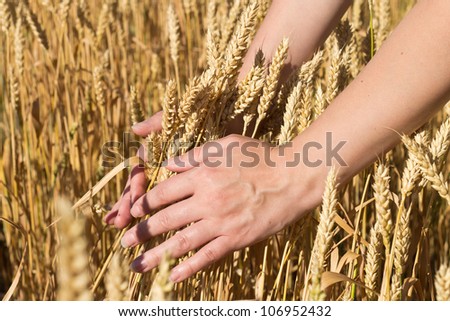 bunch of wheat in hands at shiny summer day