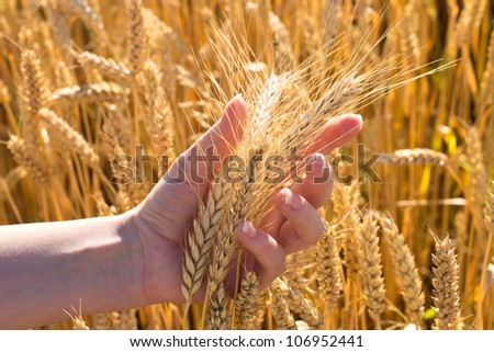 bunch of wheat in hand at shiny summer day