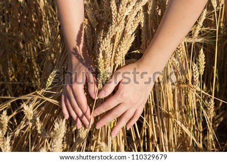 Bunch of wheat in hands at shiny summer day
