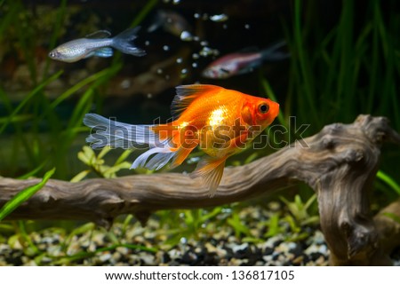 Goldfish In Aquarium With Green Plants, Snag And Stones