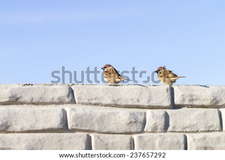Two sparrows talking in winter on the wall