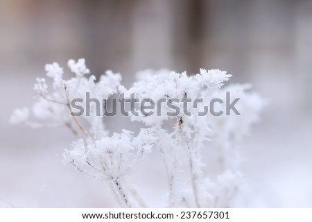 Frosty plant in winter park. Hoarfrost in weather