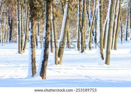 Snowy park at sunny winter day. Evergreen trees in sunlight beams