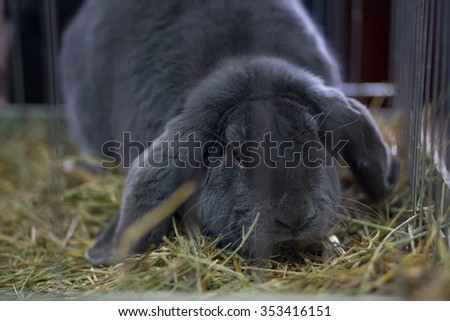 Big fluffy gray rabbit in the cage. Breeding rabbits background