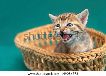 adorable baby cat in basket with opened mouth mews