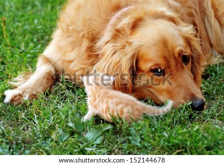 Golden Retriever Dog And Baby Cat On Green Grass
