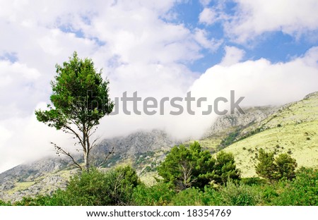 sole tree in fog over mountain landscape
