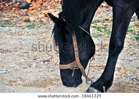 beautiful black horse walking on country road