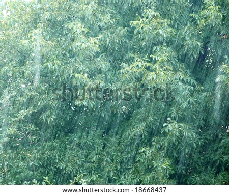 ))*(( صـوره مـنـي وصـوره مـنـك ))*(( - صفحة 12 Stock-photo-rain-drops-over-green-walnut-tree-leaves-18668437