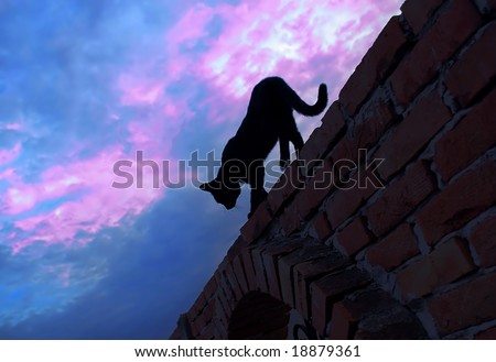 black cat silhouette walking over brick fence over blue pink sky