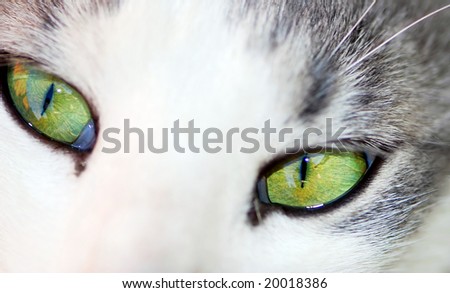 green eyes of white cat closeup texture