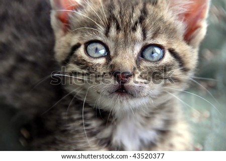 little cat blue eyes looking up portrait closeup