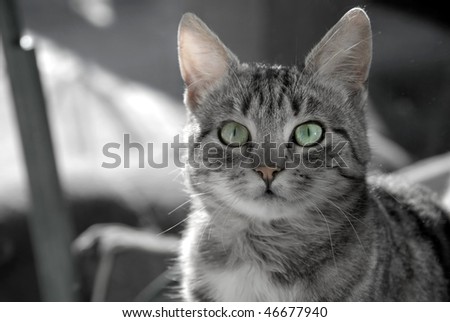black and white cats with green eyes. gray cat with green eyes